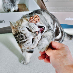 Miwoowim diseño dental, favorece masticación natural en gatos.
