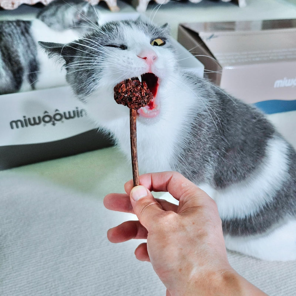 Miwoowim juego de caza interactivo para gatos activos.