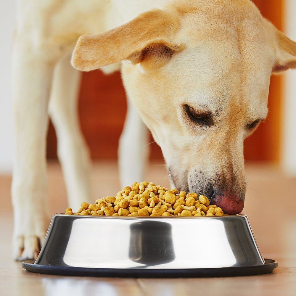 Mlife bol doble para perro con fondo plano que reduce derrames y protege suelos.