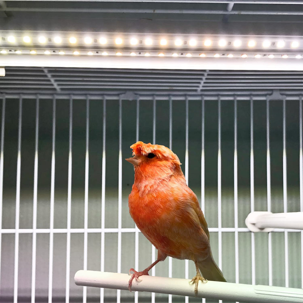 HappyBird se coloca en jaula para iluminación óptima desde distintos ángulos