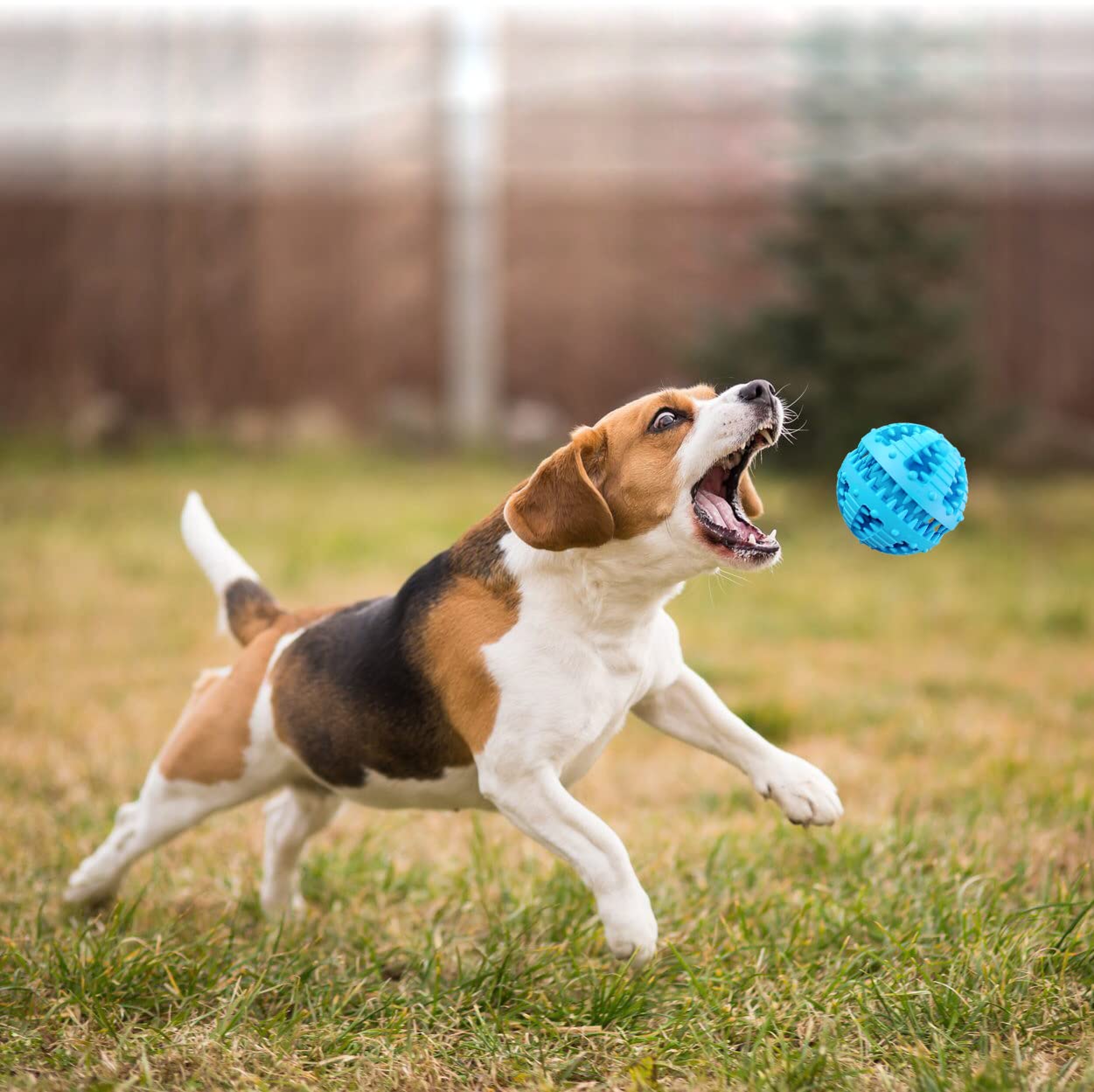 Diseño circular MMSGA para juego interactivo con tu perro