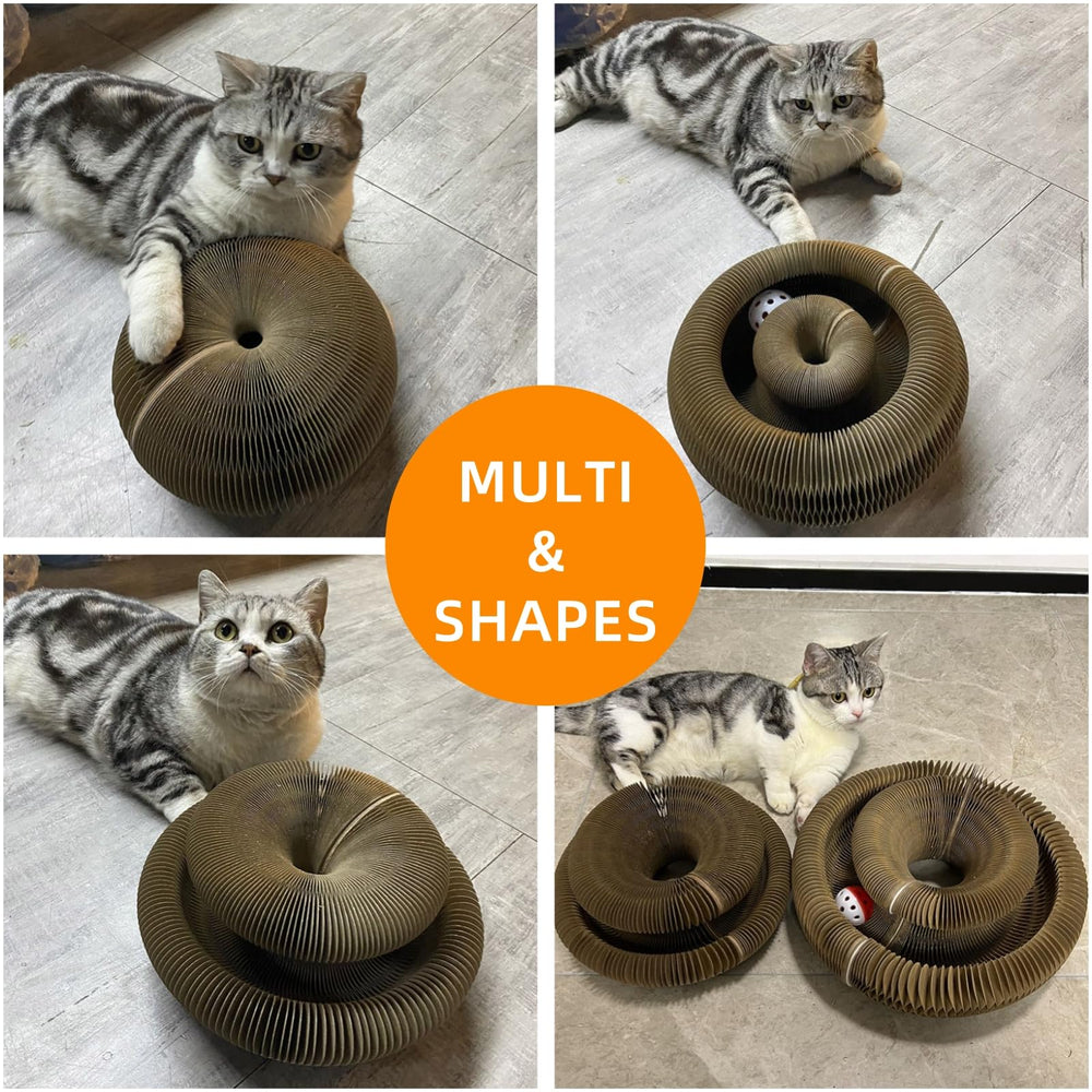 MoeQOassis momento de juego tranquilo, ideal para gatitos y gatos adultos.