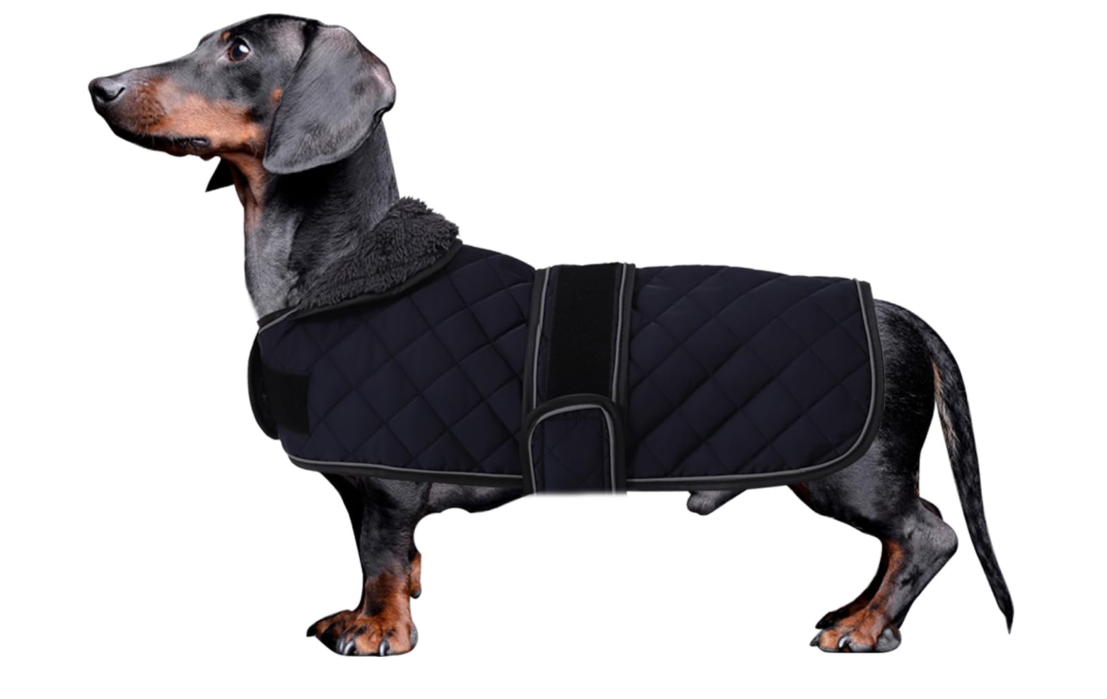 Morezi abrigo dachshund, enfoque en resistencia al agua, perfecto para paseos bajo la lluvia.