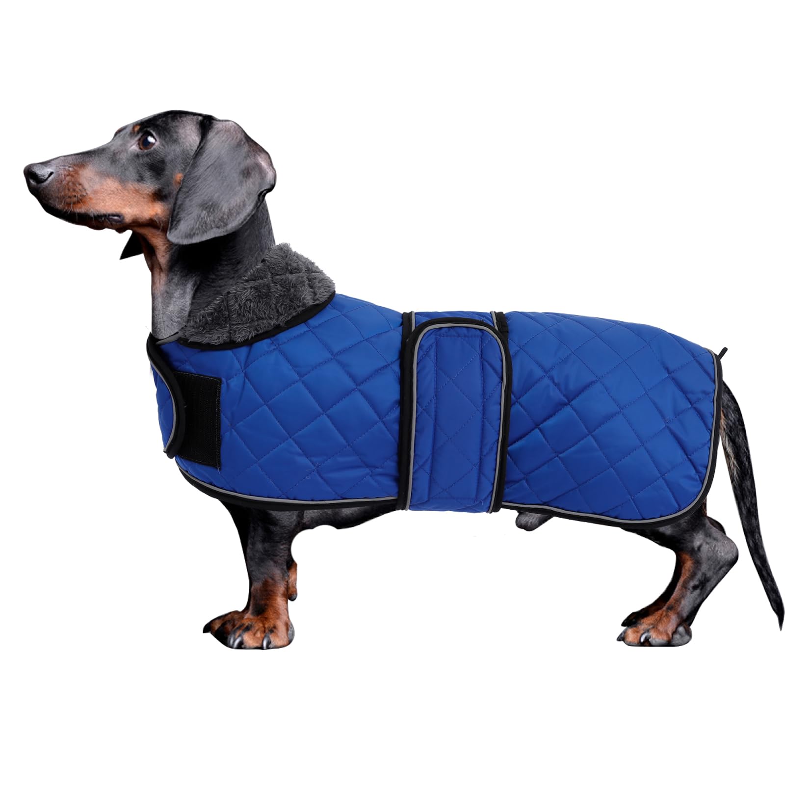 Morezi abrigo dachshund azul marino resistente al agua para paseos.