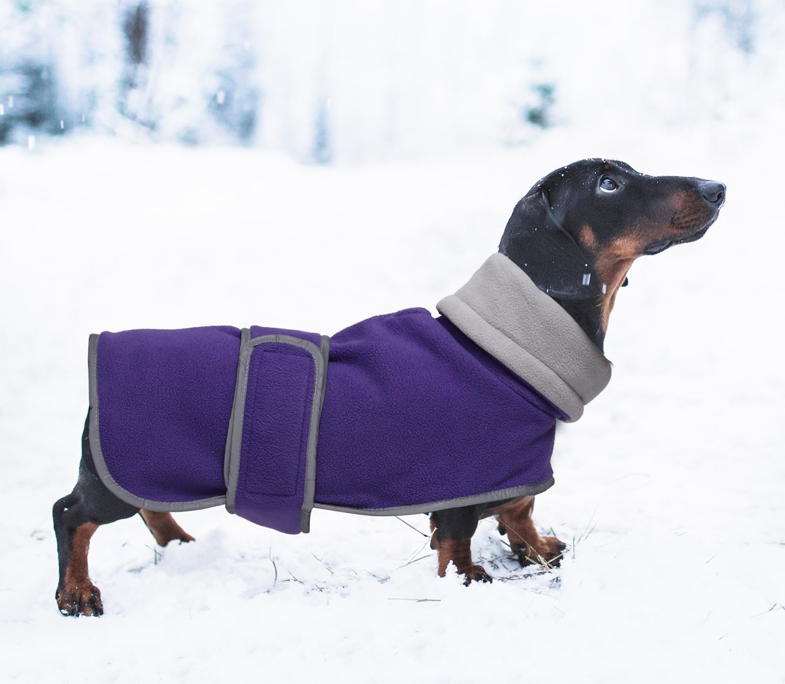 Morezi abrigo para dachshund ideal para otoño e invierno