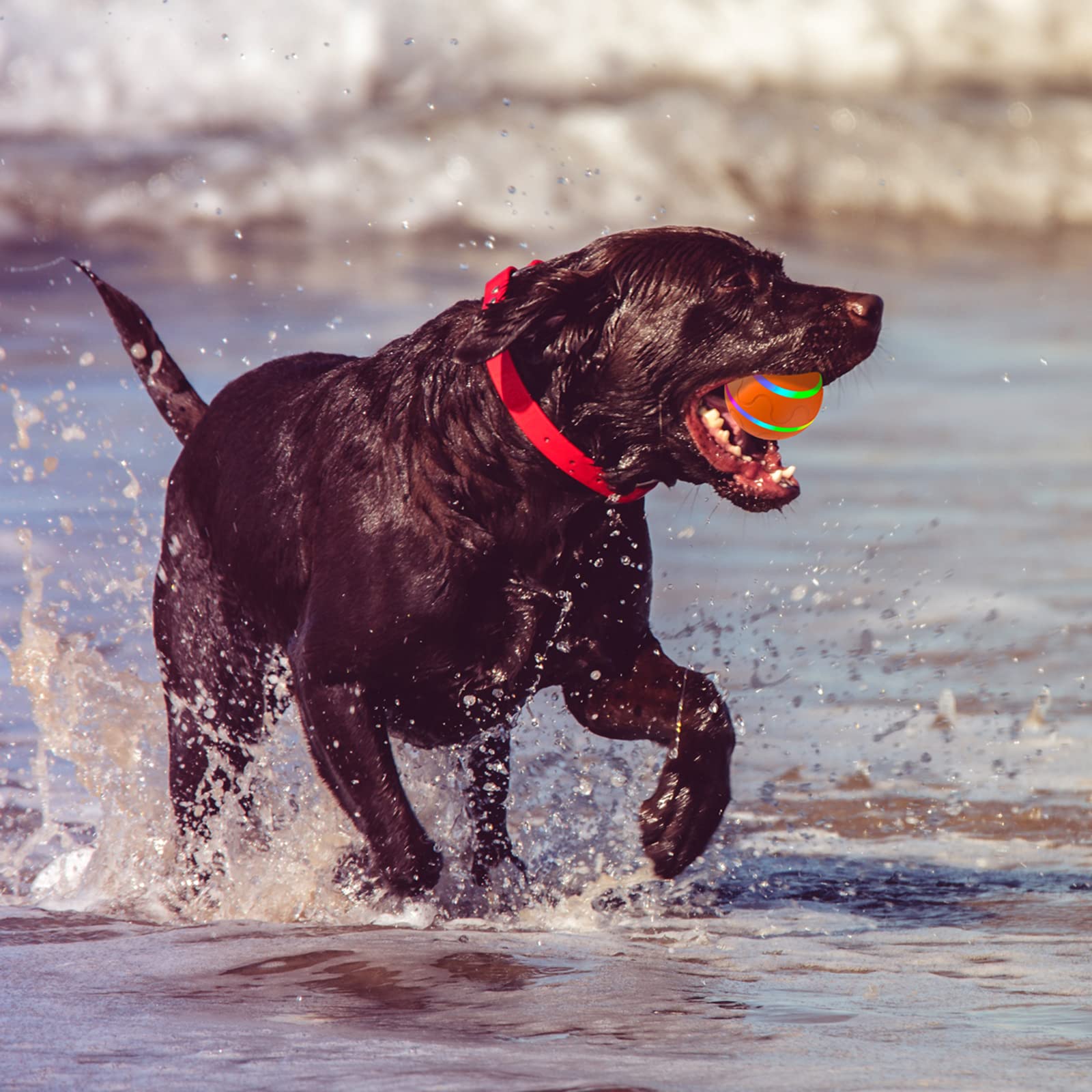Diámetro de 3,15 pulgadas para perros medianos y grandes
