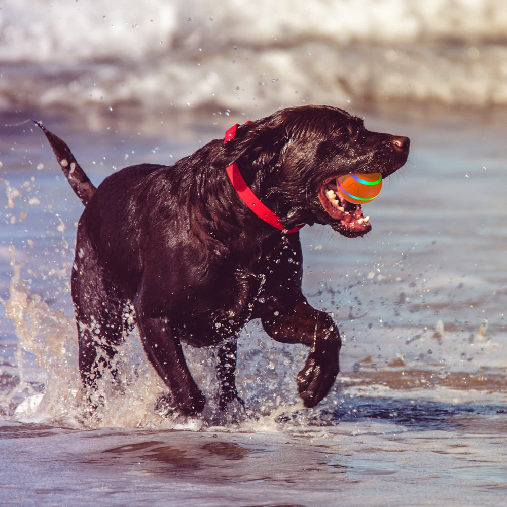 Diámetro de 3,15 pulgadas para perros medianos y grandes