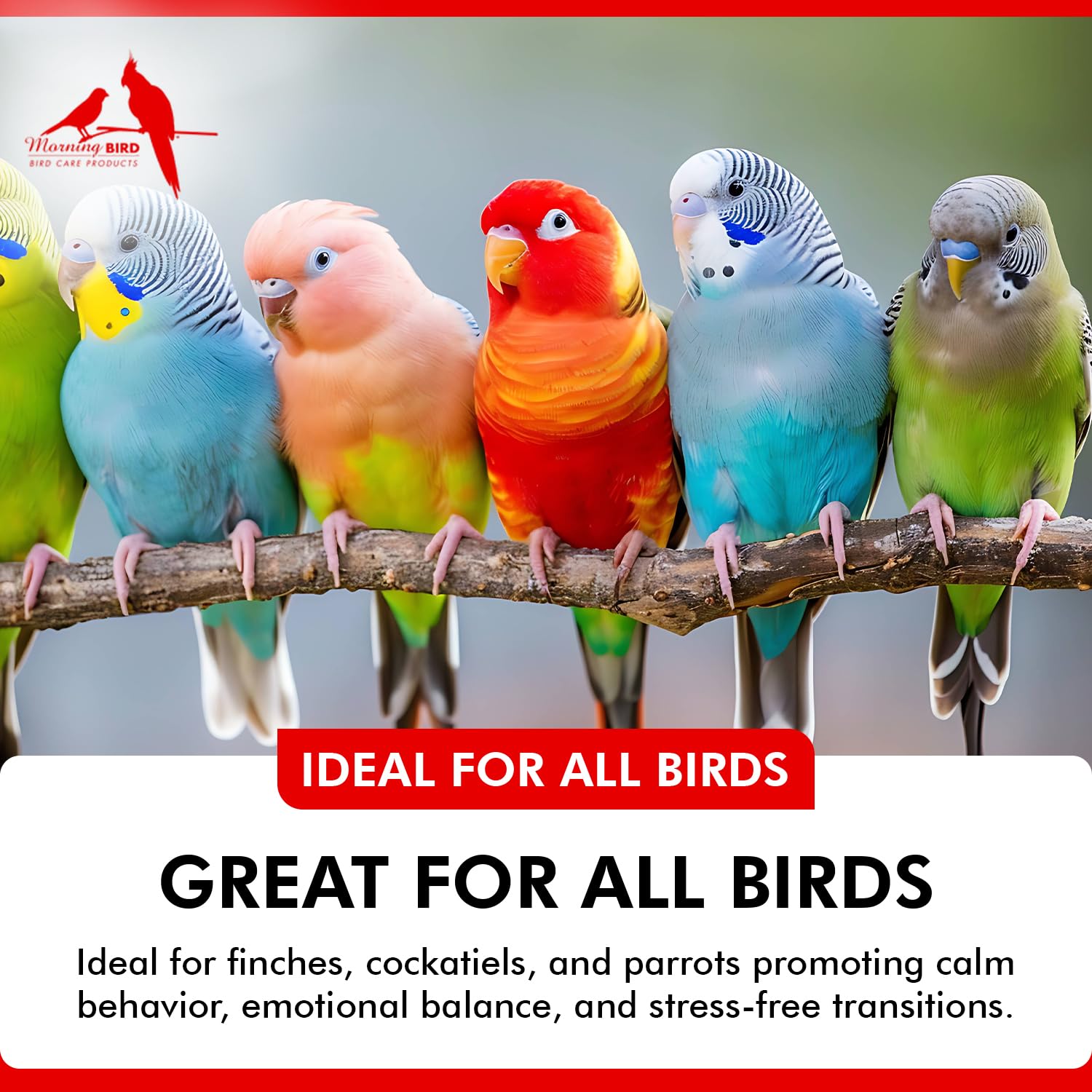 Morning Bird Mood Food: mezcla en alimento para dosis sencilla