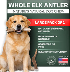 Asta de alce Mountain Valley para perros, grande entera, ideal para limpieza dental natural
