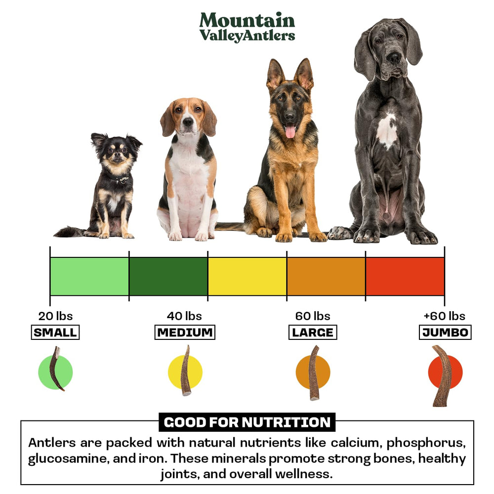 Asta de alce Mountain Valley para perros, pequeña entera, ideal para razas pequeñas