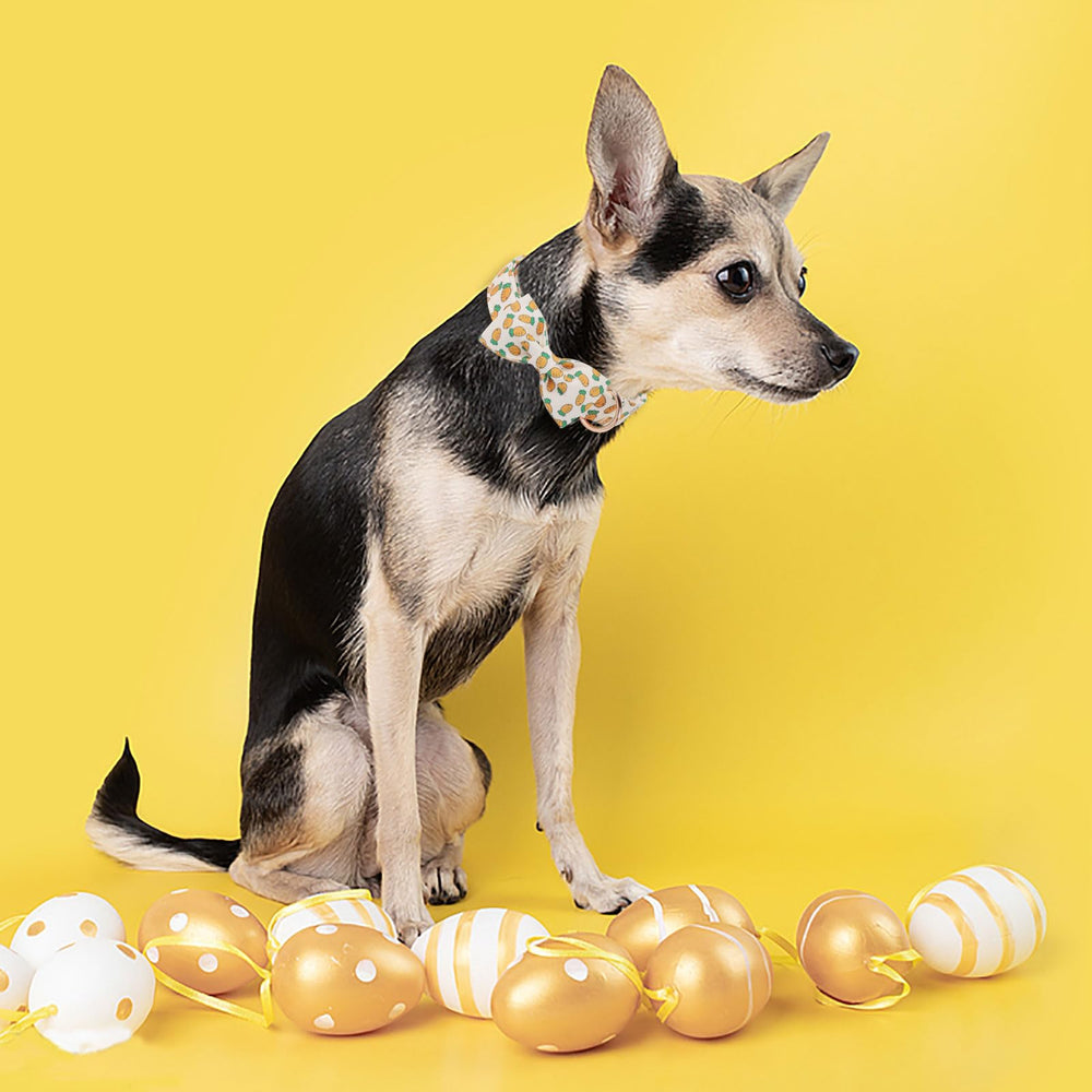 Collar MR.CHUBBYFACE ajustable, comodidad diaria para perros.