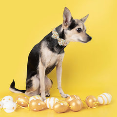 Collar MR.CHUBBYFACE ajustable, comodidad diaria para perros.