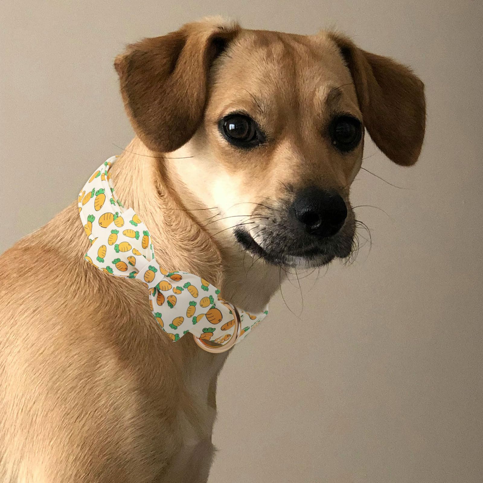 Collar MR.CHUBBYFACE ligero y cómodo para uso diario.