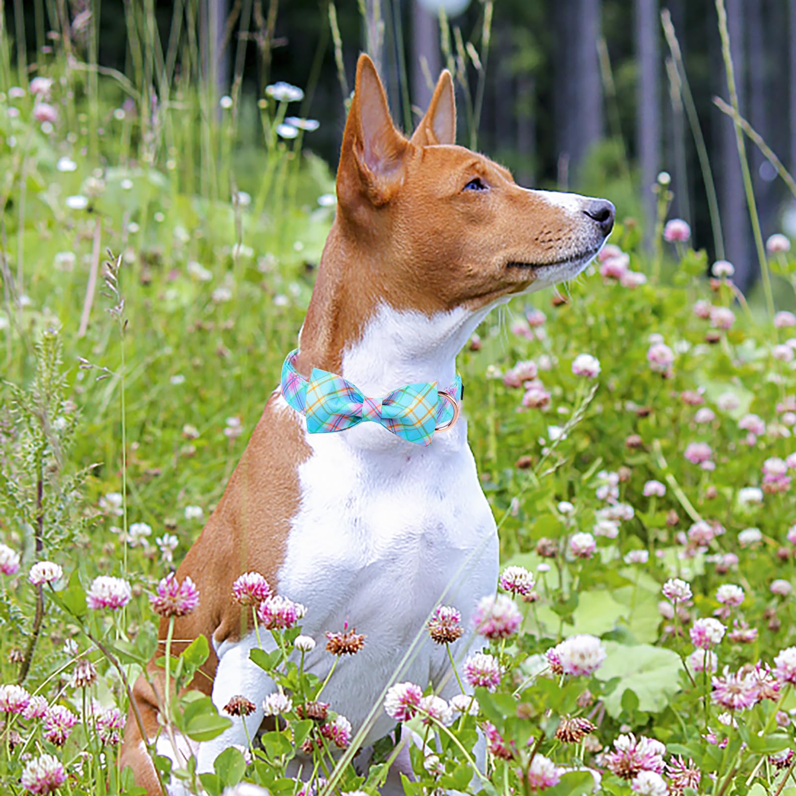 MR.CHUBBYFACE collar ajustable en tallas XS-XL para diferentes tamaños