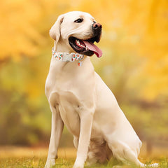 MR.CHUBBYFACE collar con anilla D segura para mantener la correa estable.