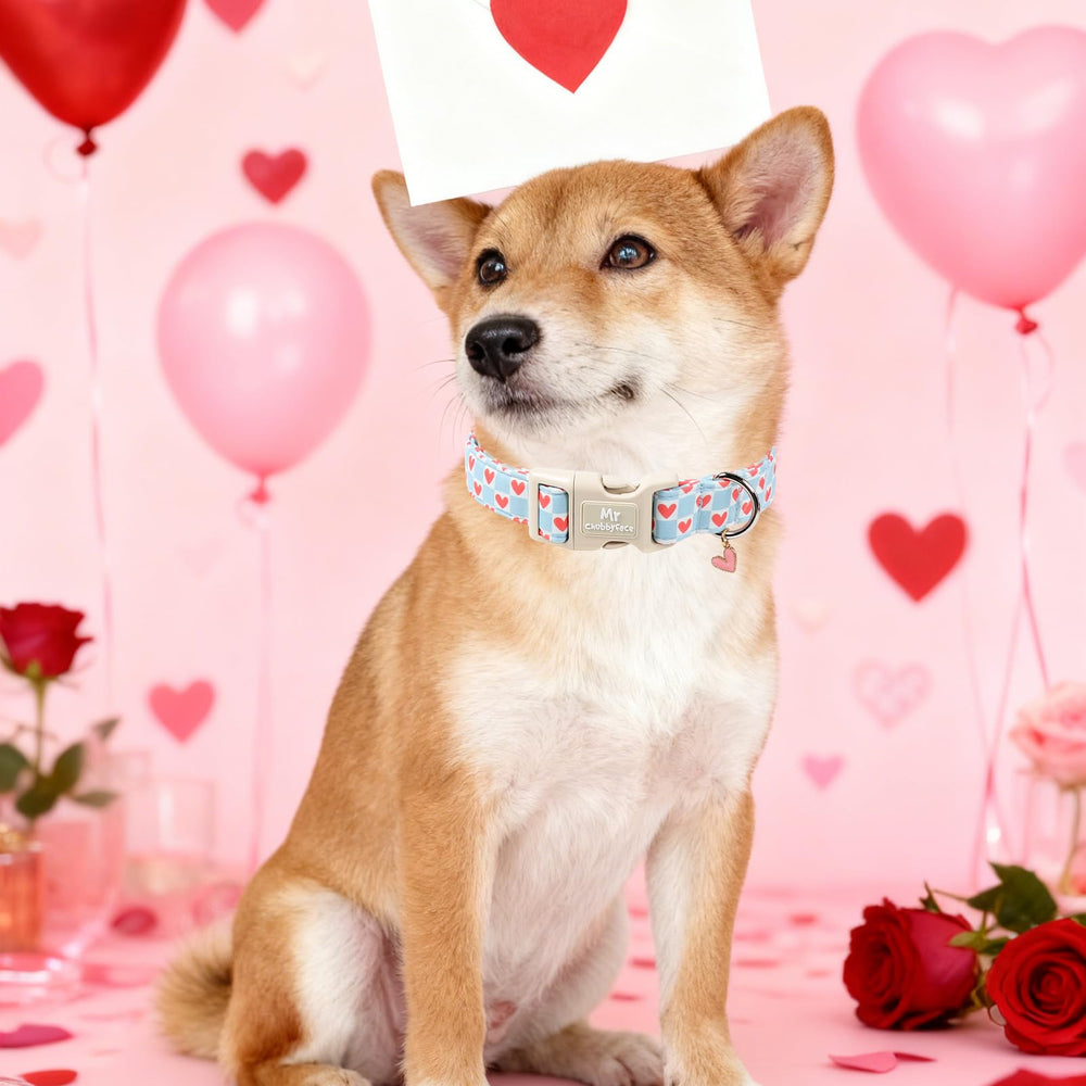 Ideal para sesiones de fotos y eventos, añade un toque de San Valentín al look del perro.