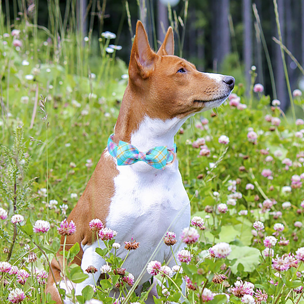 MR.CHUBBYFACE collar para perro en paseo diurno, perfecto para looks primaverales.