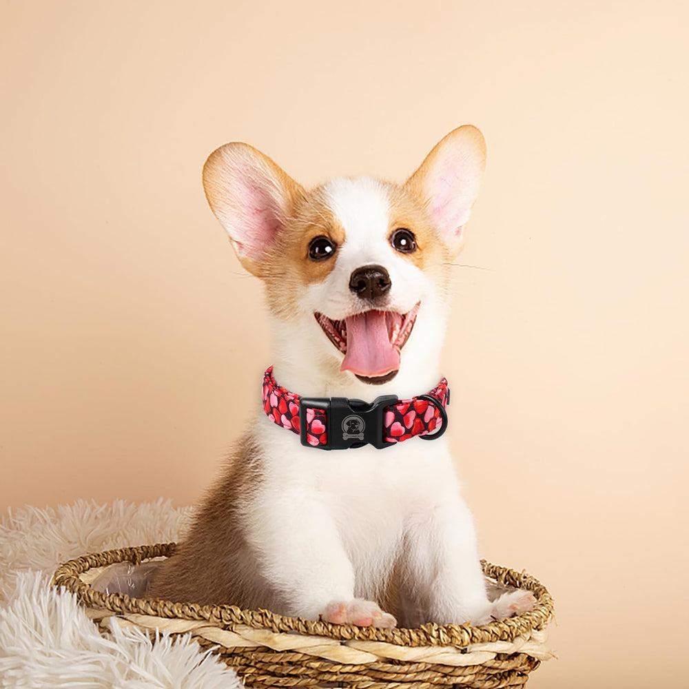 MR.CHUBBYFACE uso diario para perros pequeños y medianos