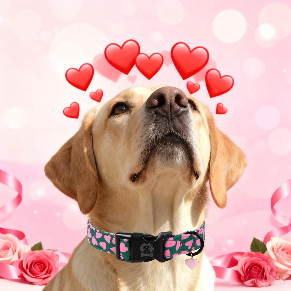 Collar MR.CHUBBYFACE para sesiones de fotos y bodas.
