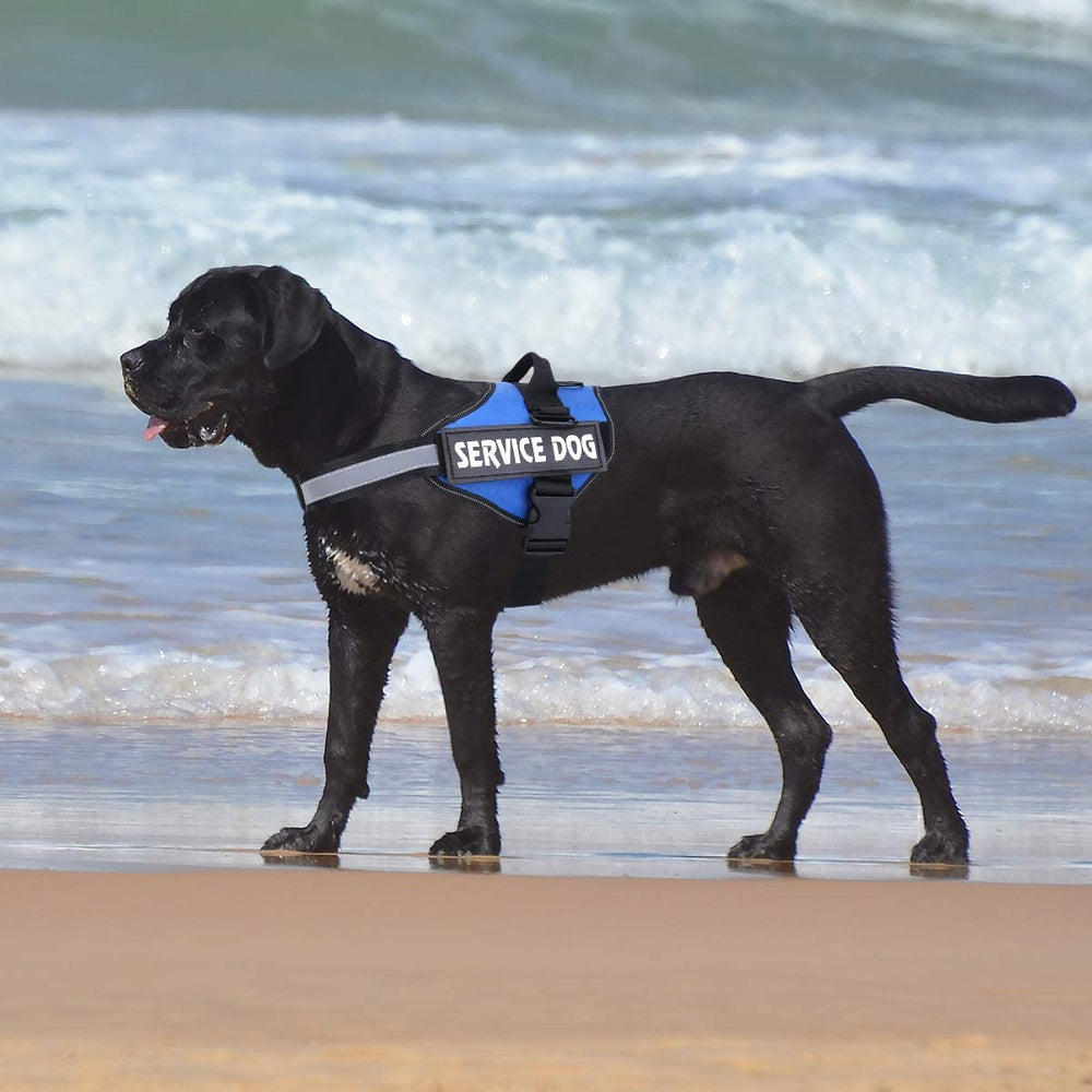 Diseño sin tirones de MUMUPET para paseos tranquilos
