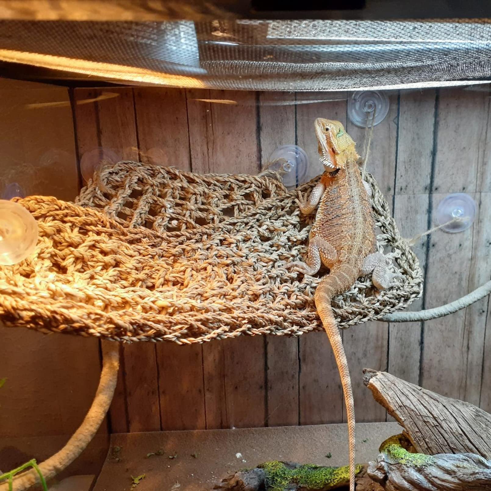 MUYG hamaca para lagarto cuadrada, estimula trepar y descansar.