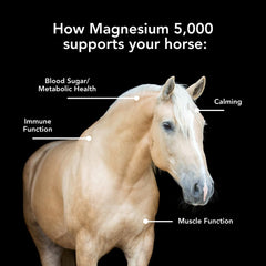 MVP Magnesium 5000: gránulos con textura uniforme para la ración.