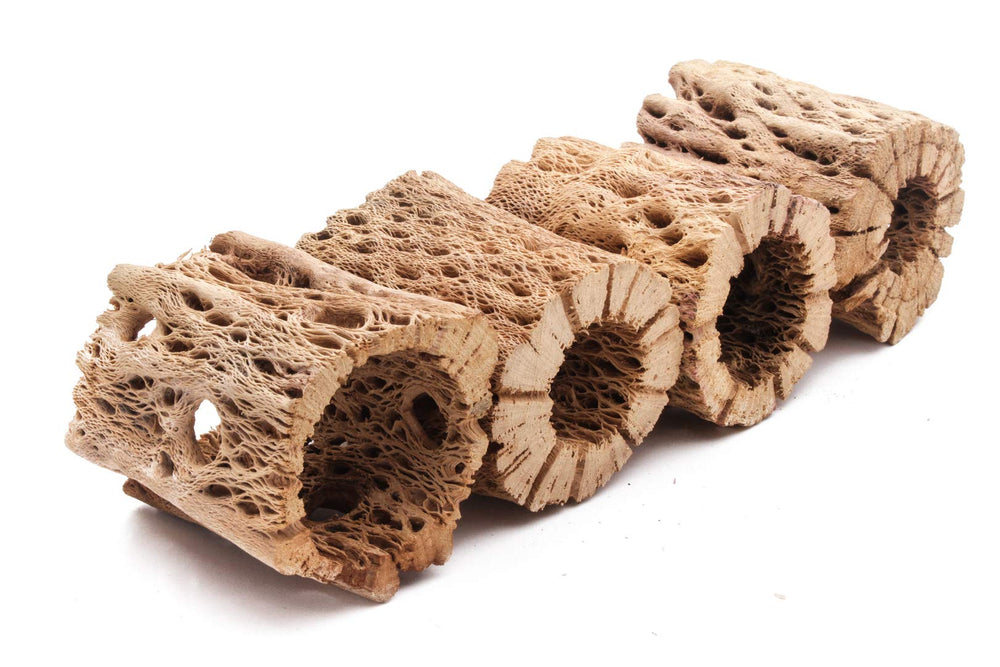 My Pet Patrol Teddy Bear cholla 9 pulgadas, soporte para camarones y peces.