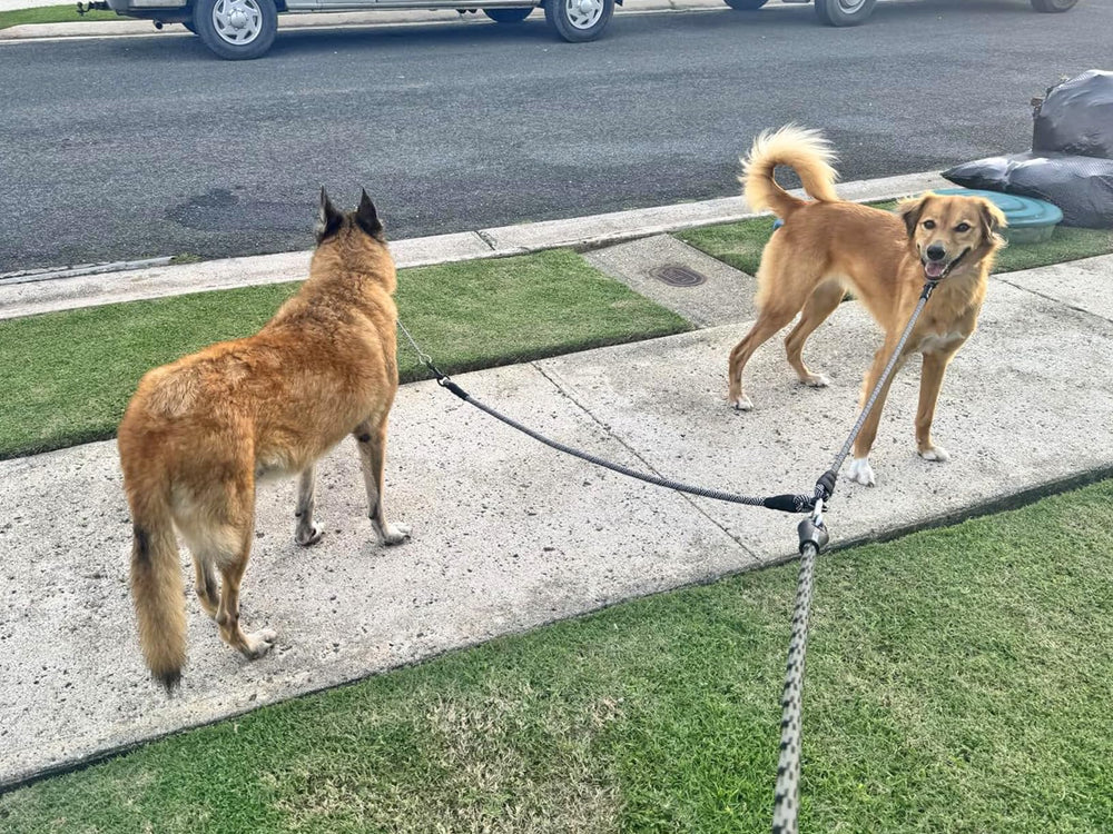 Mycicy conector doble para dos perros reduce enredos y mejora movilidad.