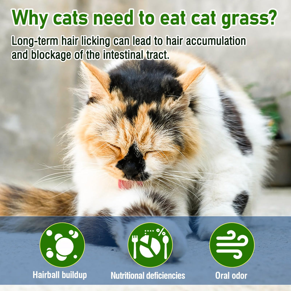 Myfoodog sin-aditivos-hierba-gatos: producto 100% natural, experiencia de masticación suave para felinos.