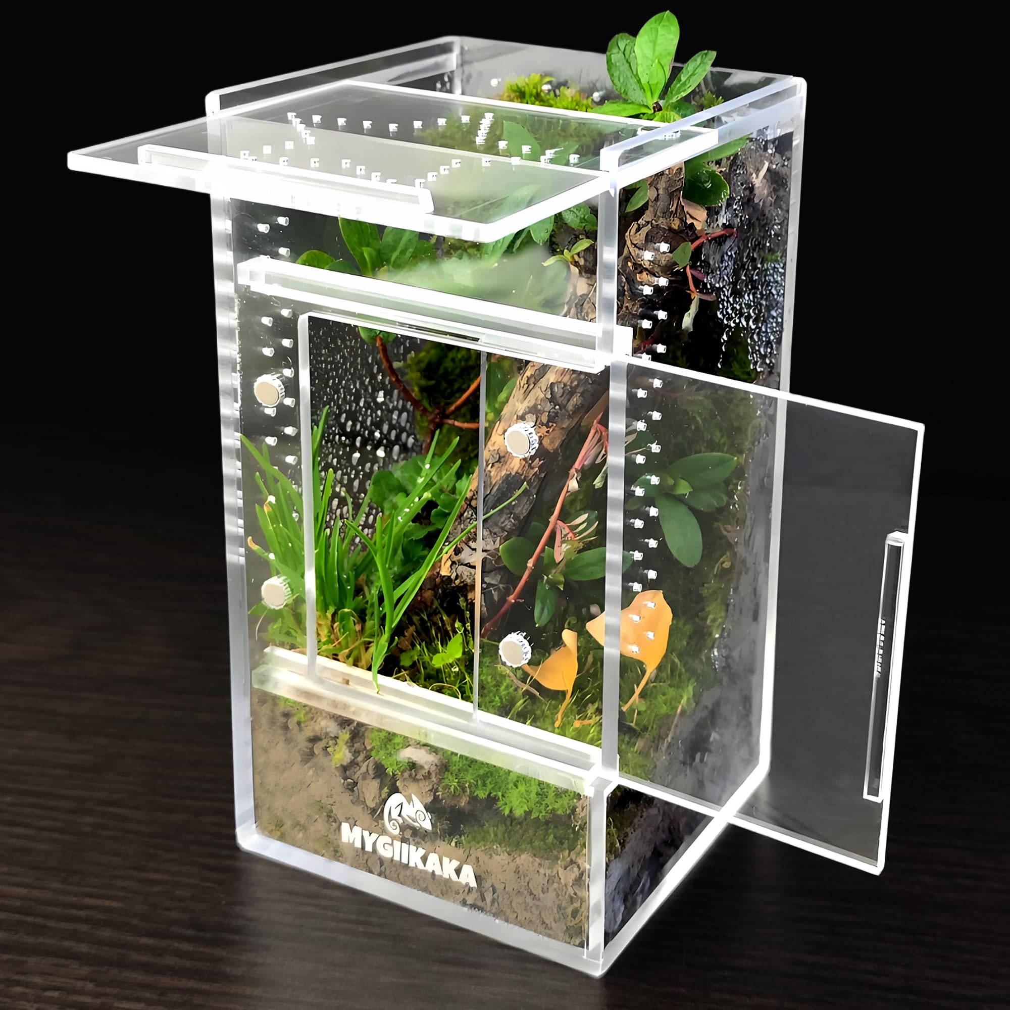 MYGIIKAKA caja-aracnidos-saltarinas, vista clara para observar saltos y movimientos.