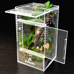 MYGIIKAKA caja-aracnidos-saltarinas, vista clara para observar saltos y movimientos.