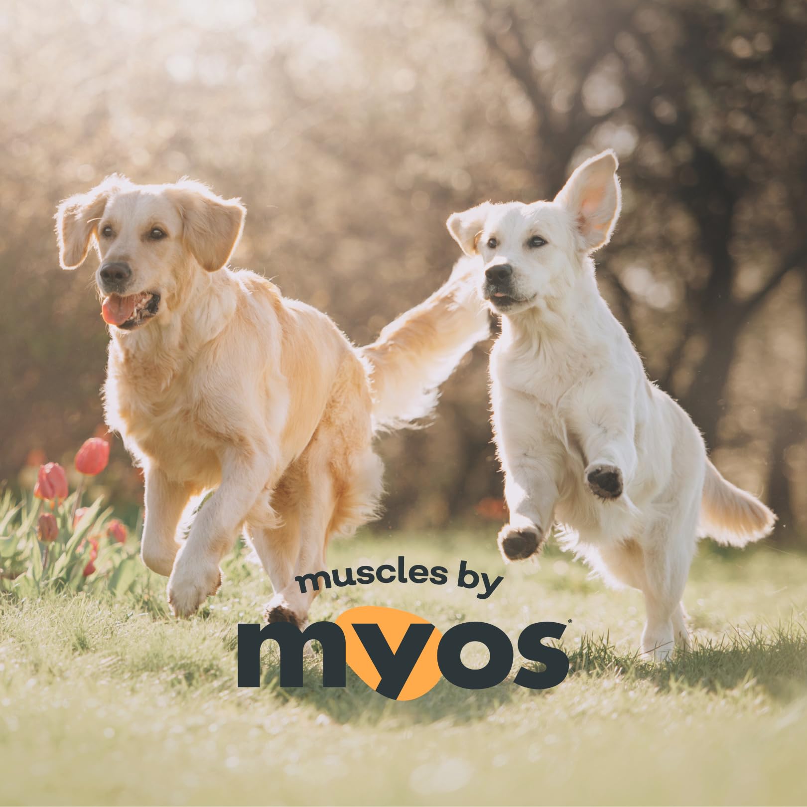 MYOS Canine Muscle Formula, porcion recuperación: posible ayuda tras actividad o lesión.