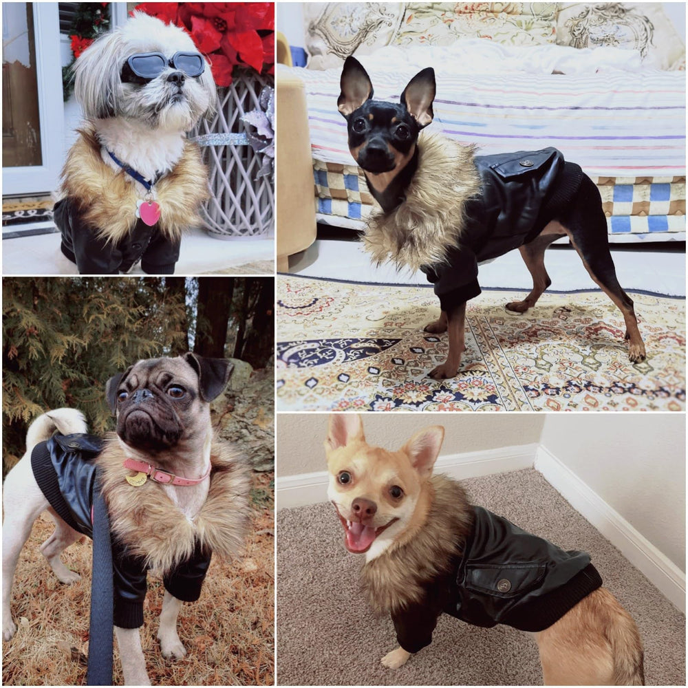 Cazadora NAMSAN para perro, vista trasera, protege del viento.