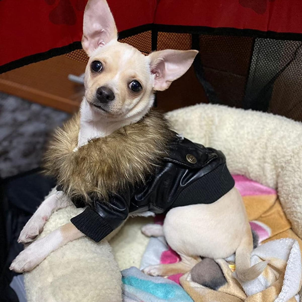 Talla XS de la cazadora NAMSAN para perros pequeños.