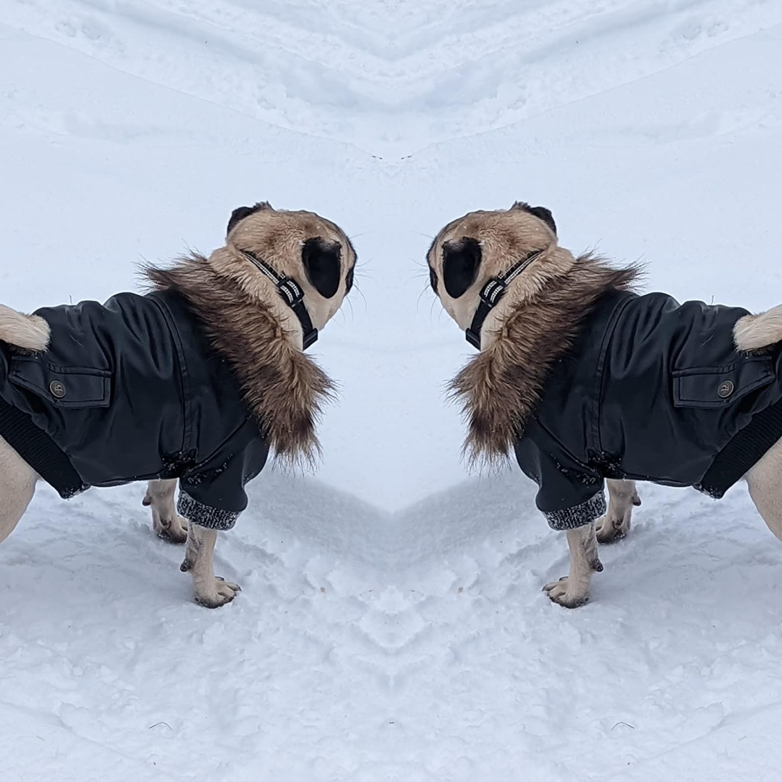 Uso invernal al exterior con la cazadora NAMSAN para perro.