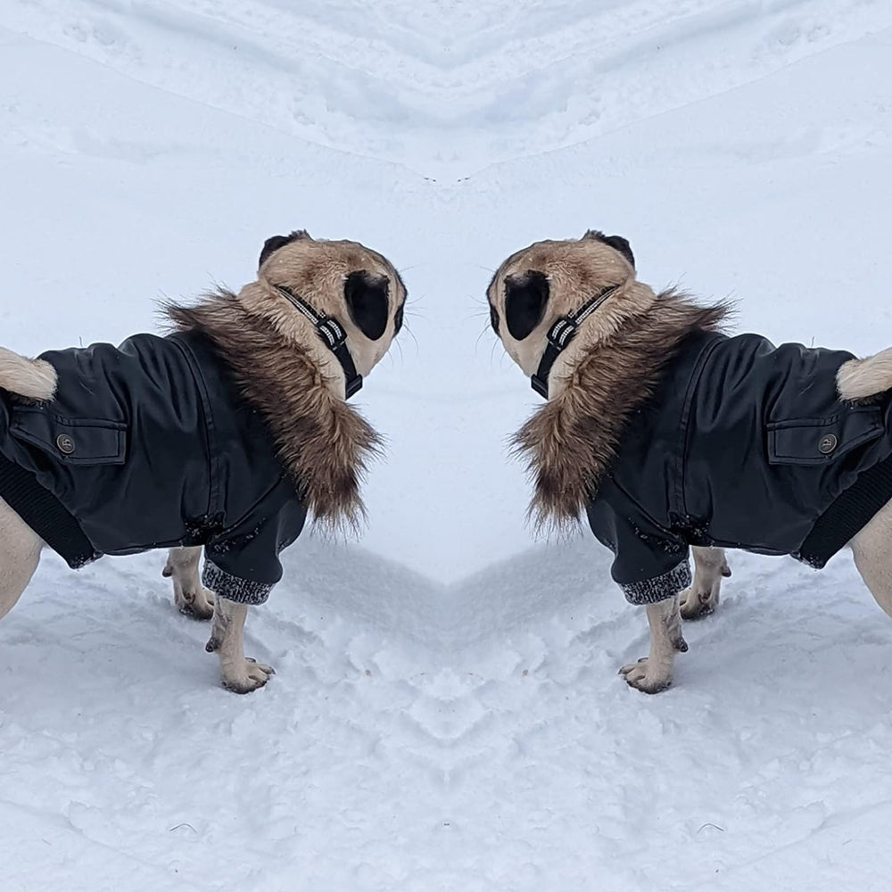 Uso invernal al exterior con la cazadora NAMSAN para perro.