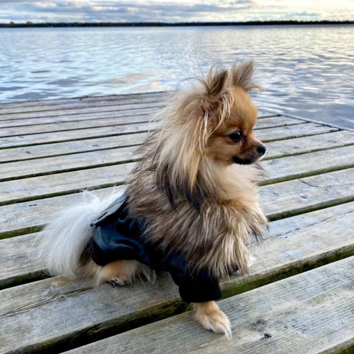 Uso en exterior: perro abrigado durante caminatas y viajes.