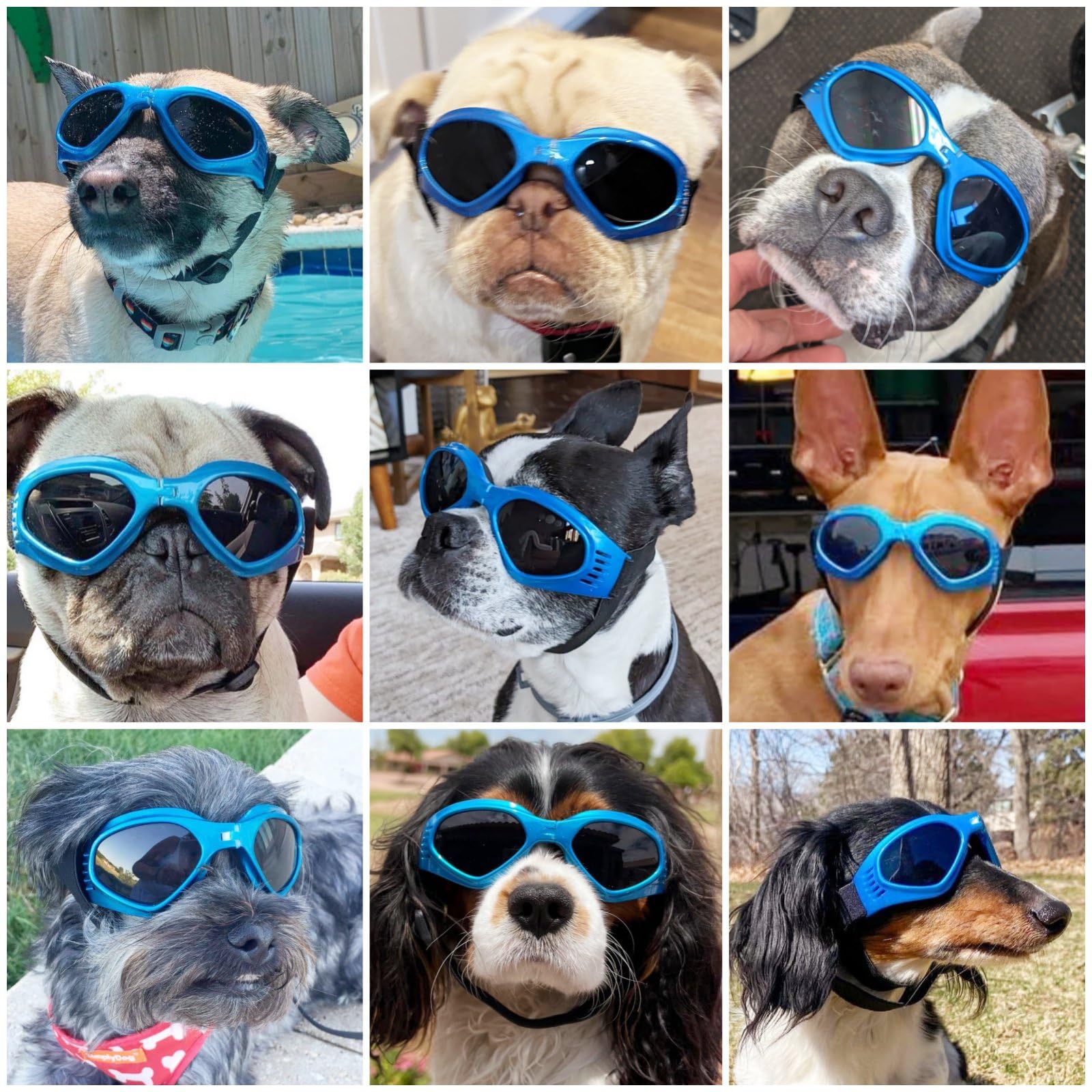 Gafas NAMSAN para perros, marco PC ligero para comodidad durante paseos.