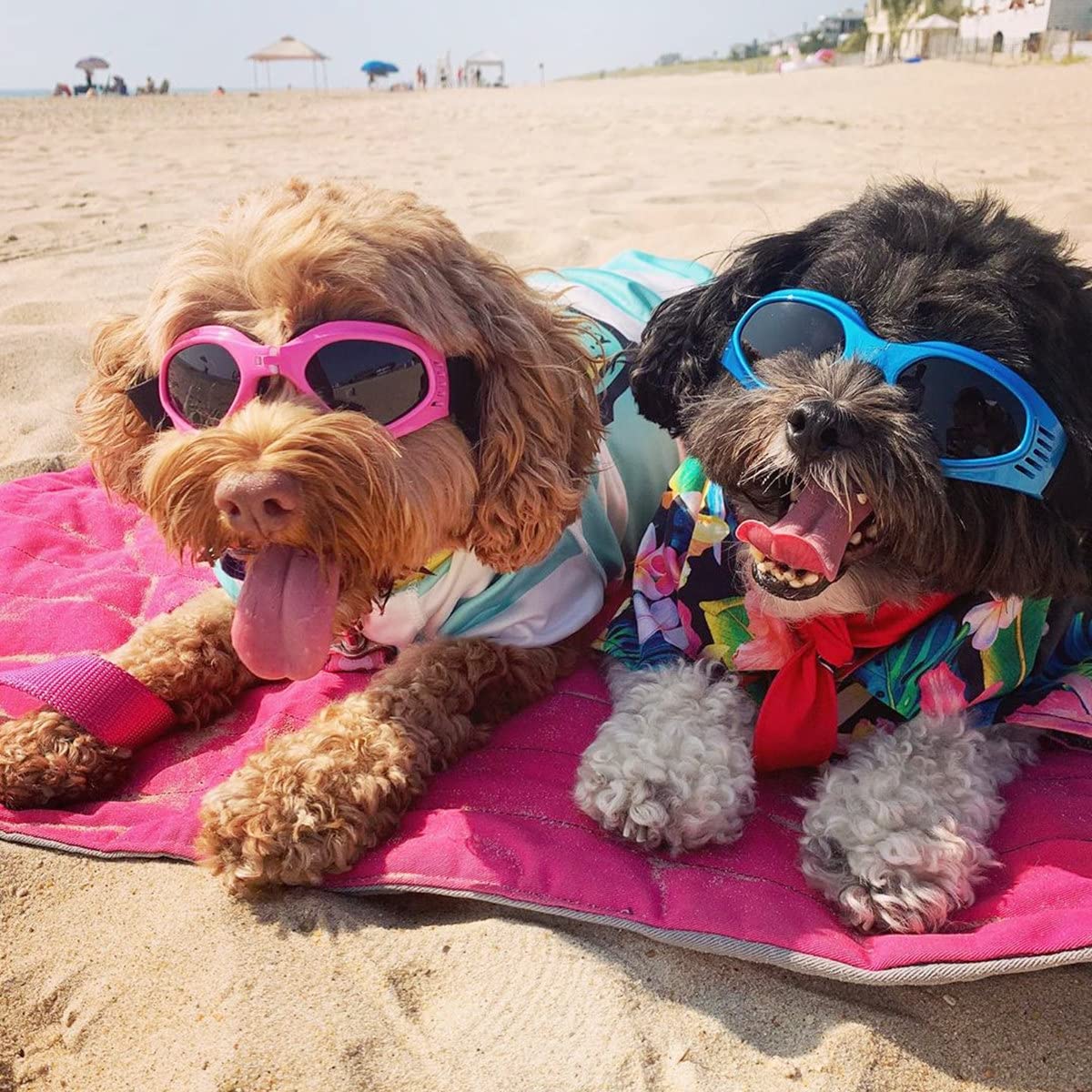 Gafas NAMSAN para perros, protección UV y anti-reflejo para ojos.