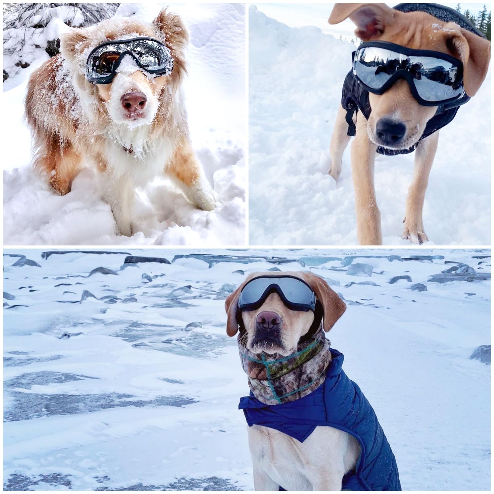 Gafas NAMSAN, protección ultravioleta para ojos caninos durante viajes.