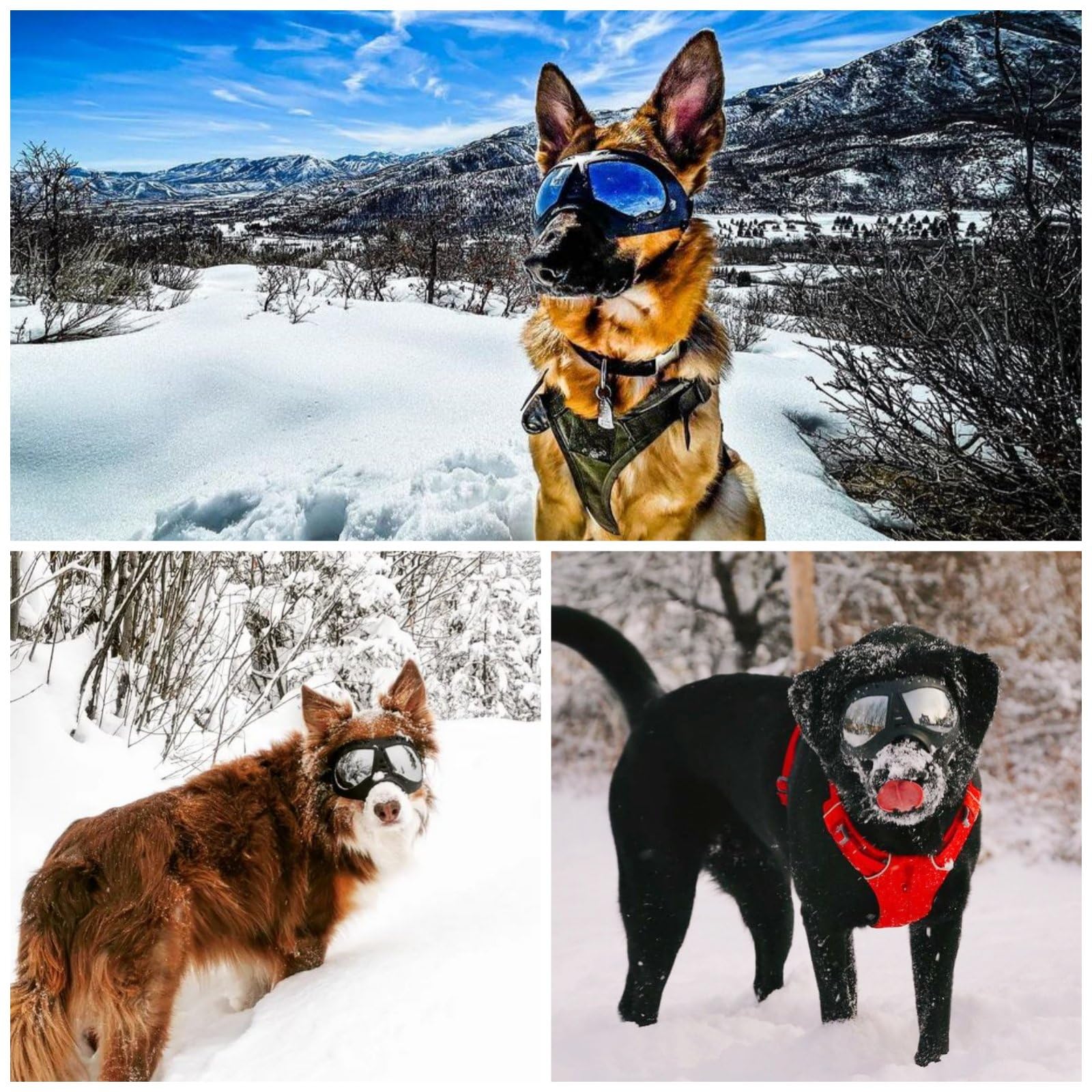 NAMSAN gafas para perros grandes, uso práctico en coche para paseos.
