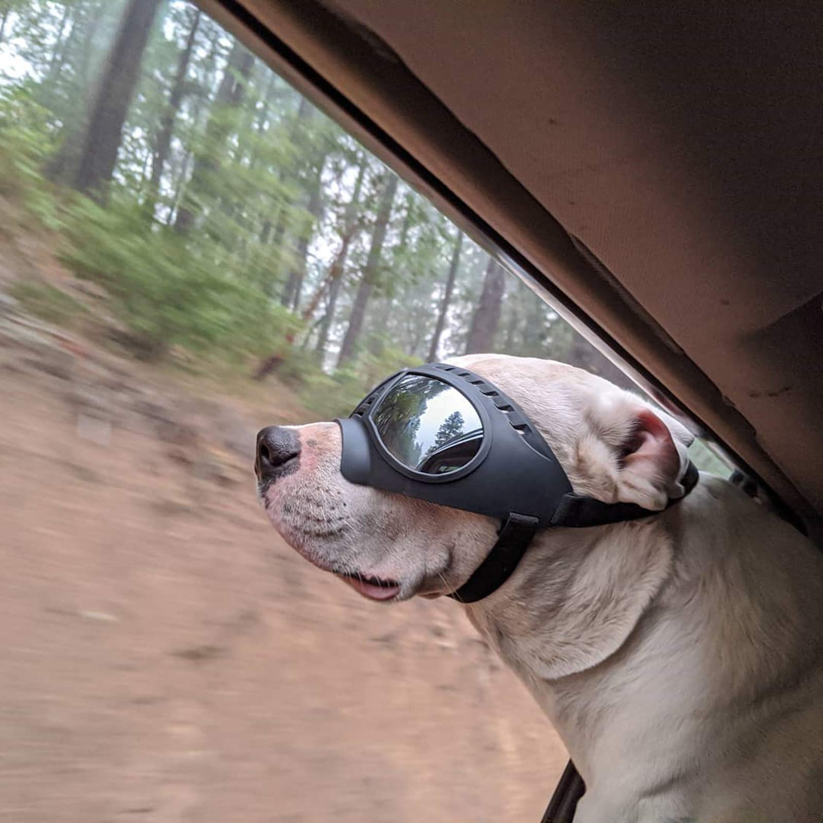 NAMSAN gafas para perros grandes, protección ocular frente al viento y polvo.