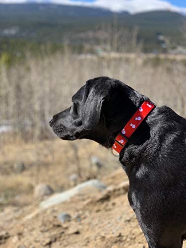 Native Pup collar con ajuste, tallas para todas las razas