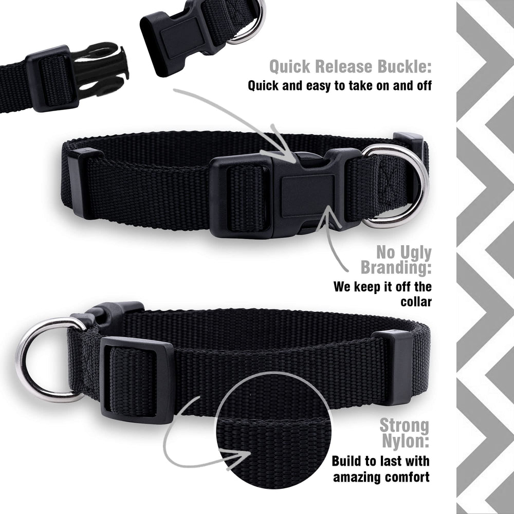 Native Pup collar básico naranja en perro, mayor visibilidad para actividades al aire libre.
