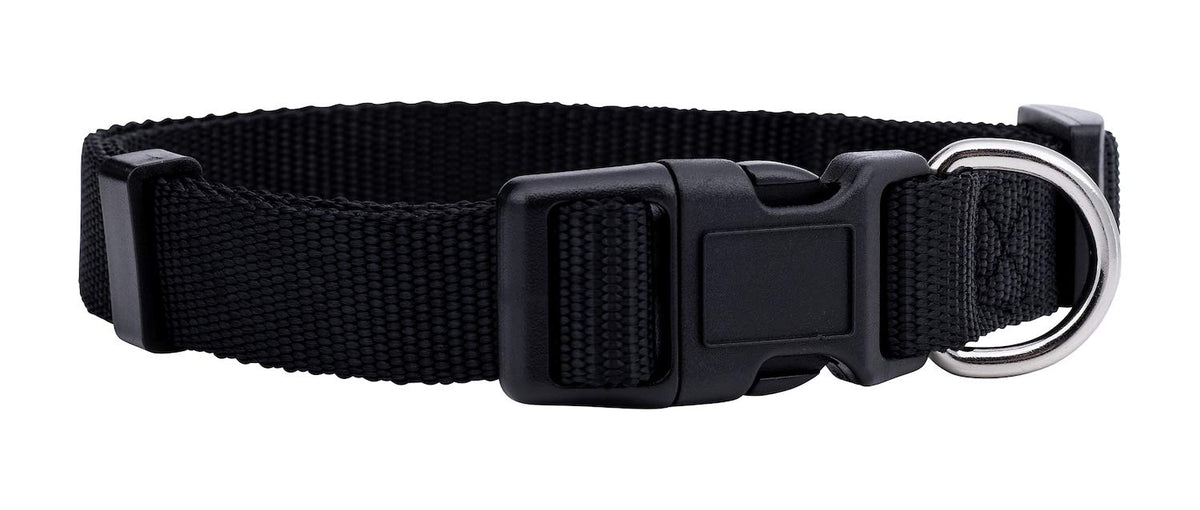 Native Pup collar básico negro en uso, con clip de liberación rápida y anilla en D.