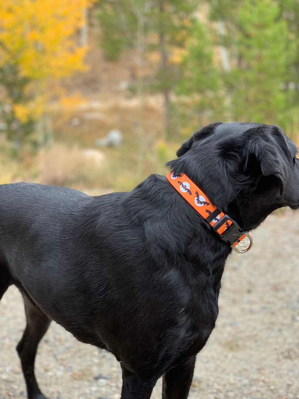 Native Pup collar Halloween maiz-dulce: combinación divertida para días festivos.