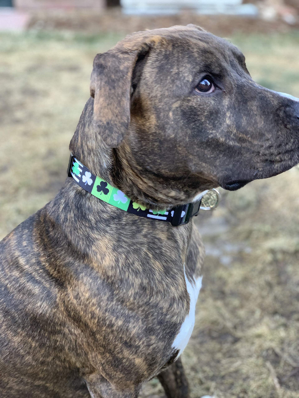 Native Pup collar festivo para fotos y paseos