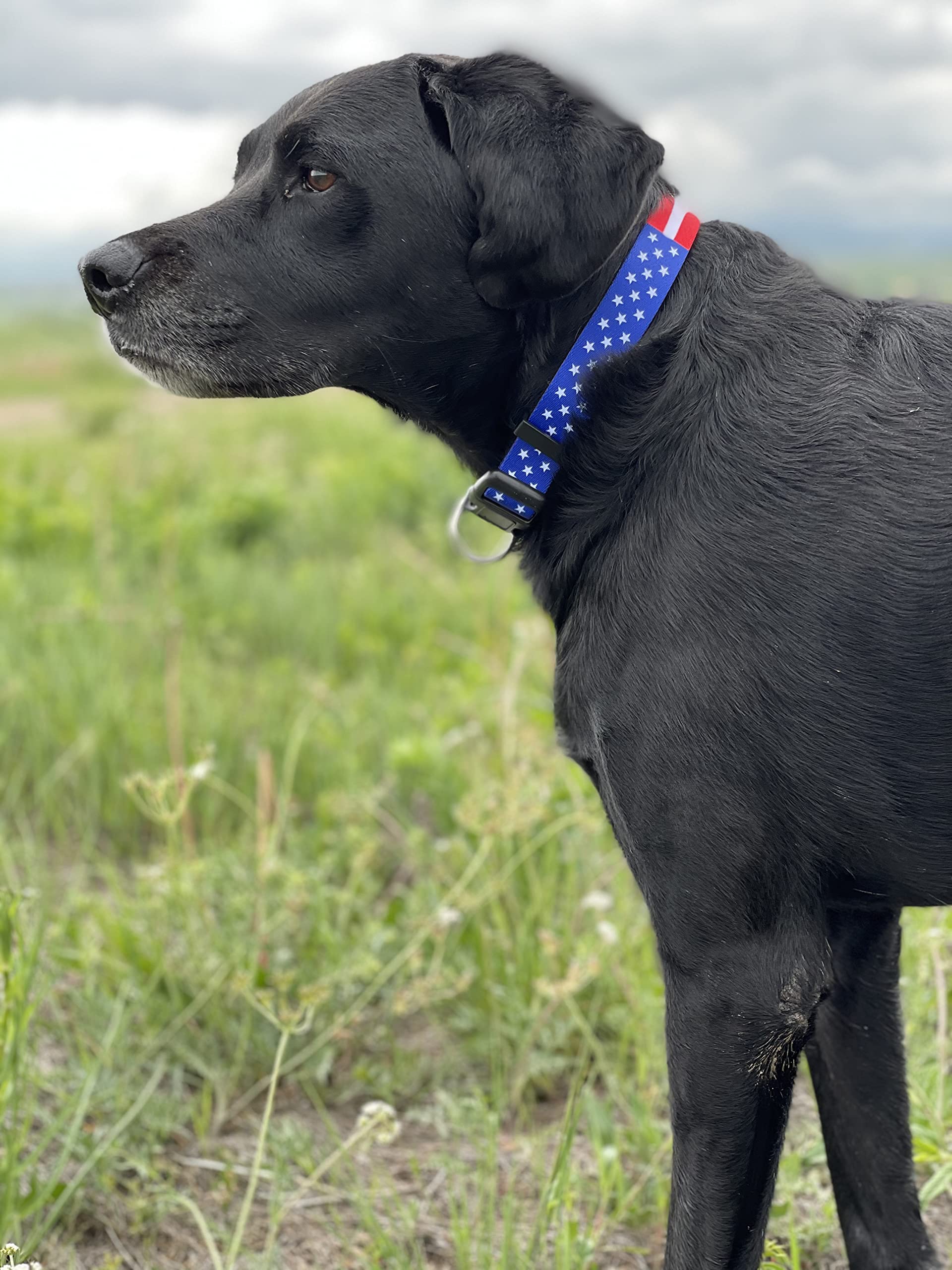 Collar patriótico para entrenamiento y paseos de uso diario.