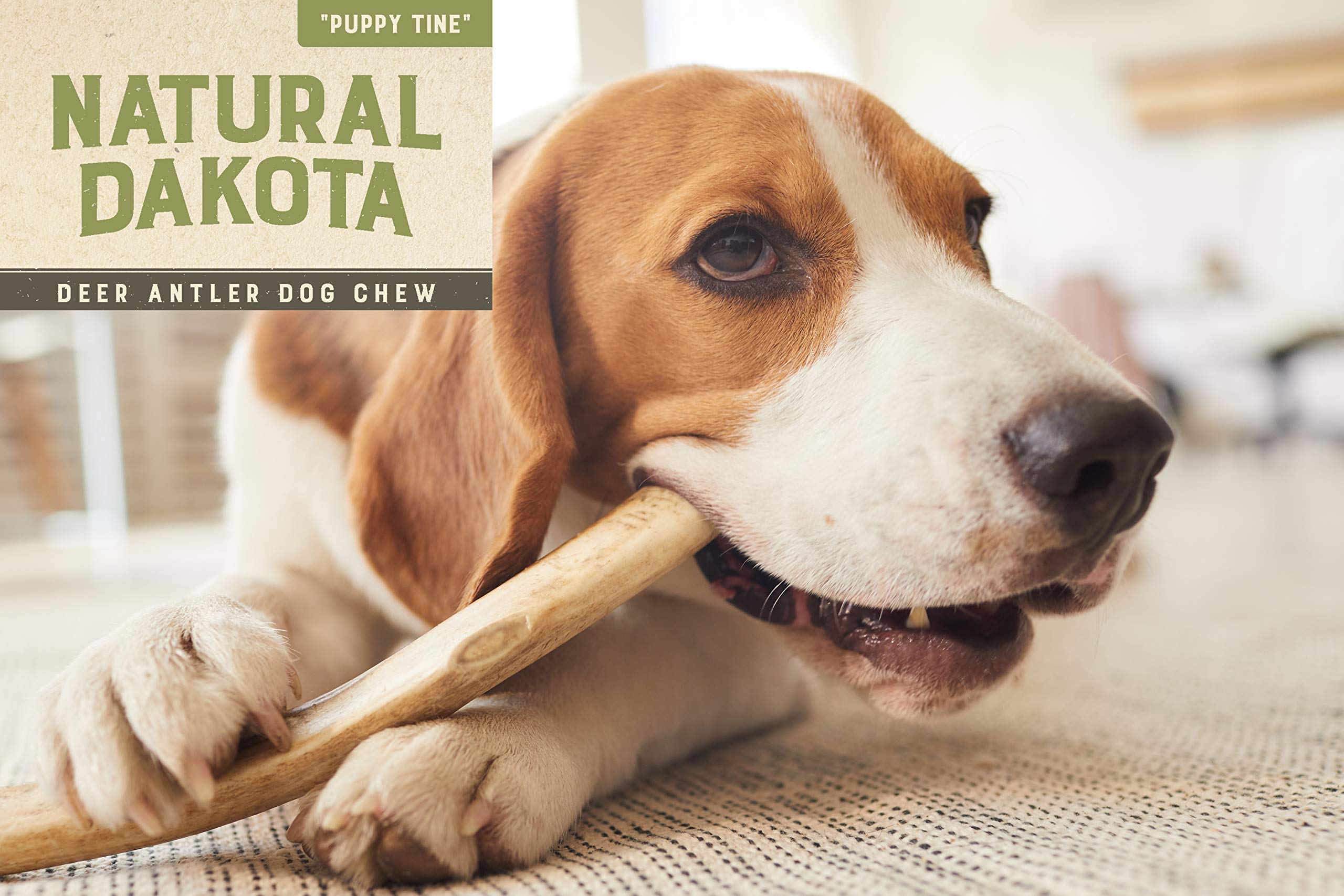Natural Dakota Asta de ciervo lijada y lista para morder en perros medianos.
