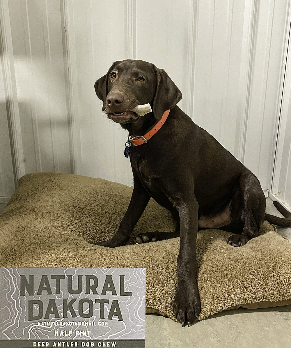 Natural Dakota hecho en Estados Unidos, cuerno natural para opción segura.